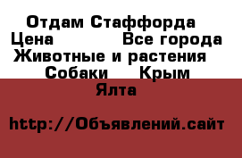 Отдам Стаффорда › Цена ­ 2 000 - Все города Животные и растения » Собаки   . Крым,Ялта